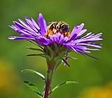 Bee On A Wildflower_54274